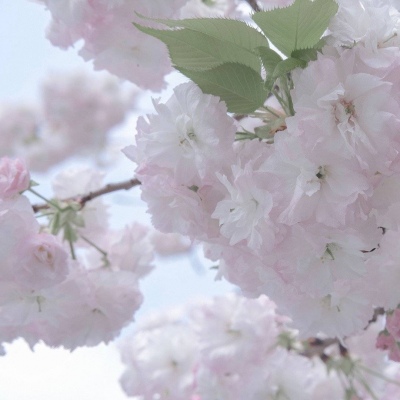 磐安FurryQQ群介绍